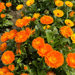 Calendula Fiesta Gitana