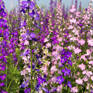 Delphinium Consolida Imperial