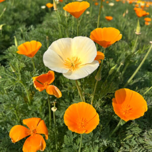 Eschscholzia