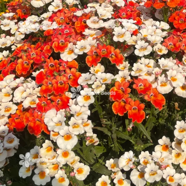 Nemesia Strumosa Carnival Mix - Fargrow Seeds