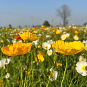 Papaver Nudicaula Iceland