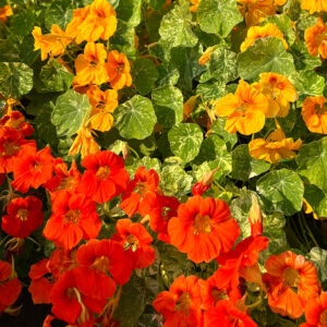 Tropaeolum Majus Alaska