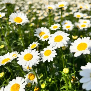 Chrysanthemum Paludosam