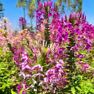 Cleome