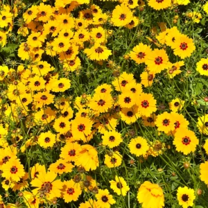 Coreopsis