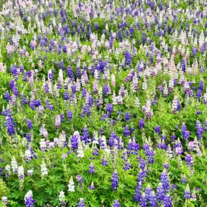 Lupine