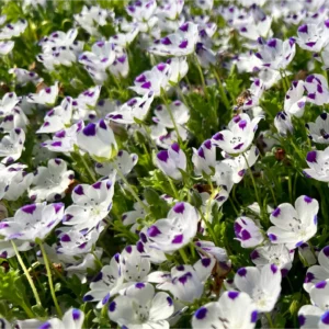 Nemophila