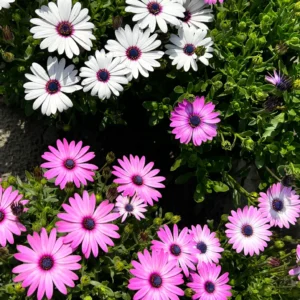 Osteospermum